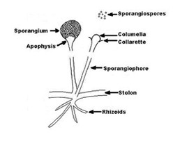 r.stolonifer