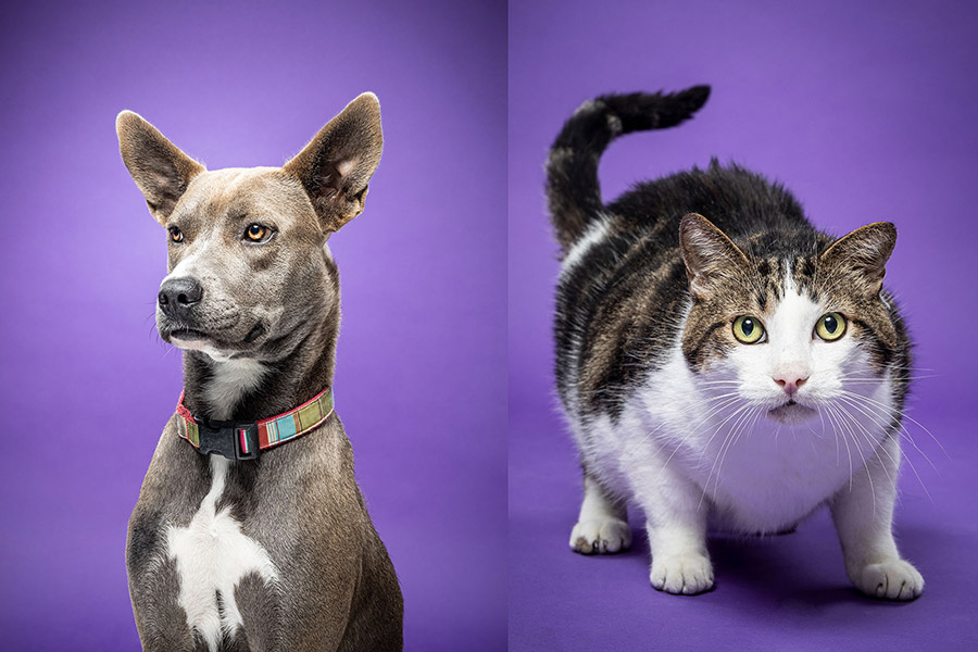 A dog and cat that were available for adoption in 2019 through ACC's Veterinary Technology program.